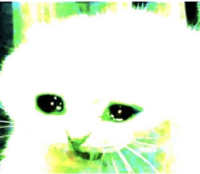 numavg