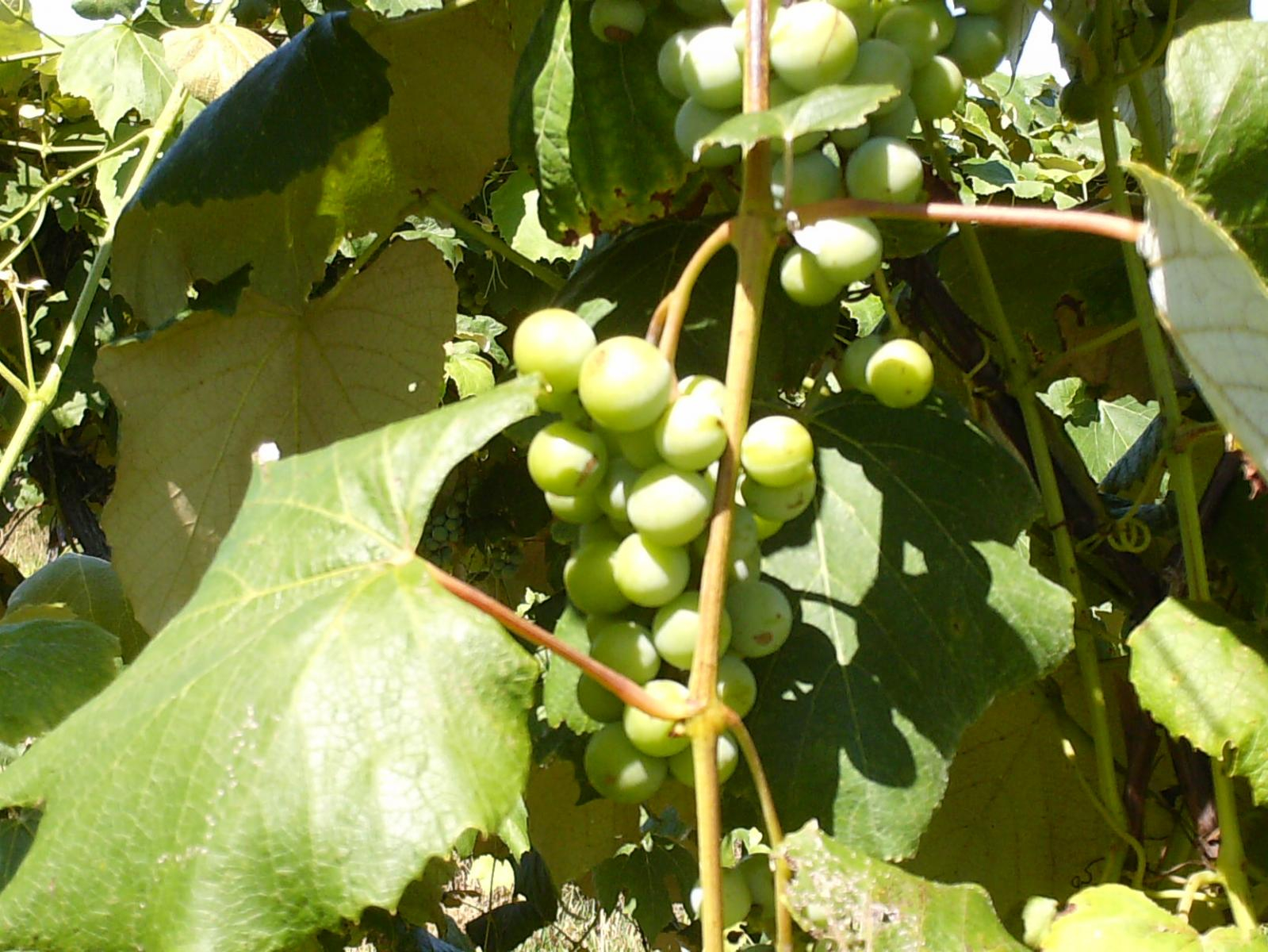 HPIM0932.JPG