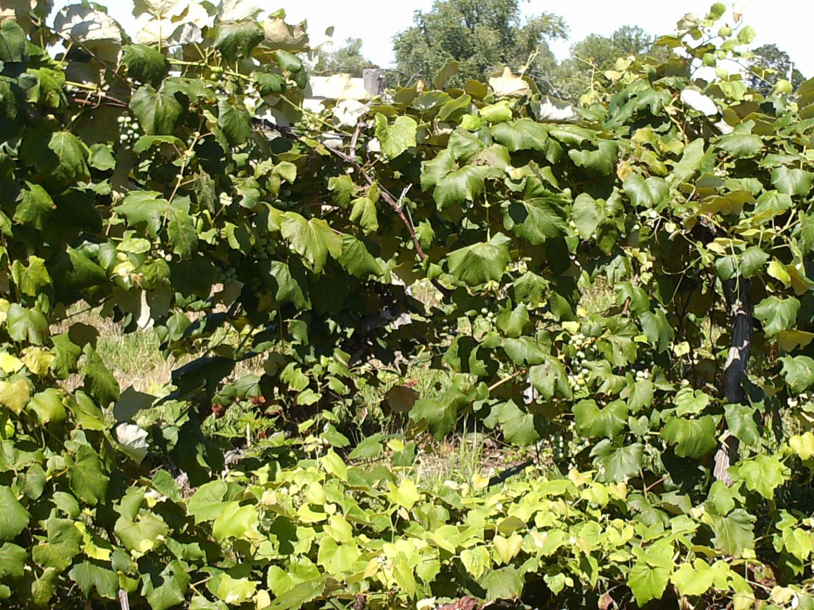 HPIM0933.JPG