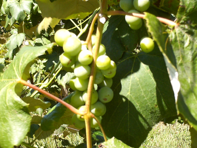 HPIM0934.JPG