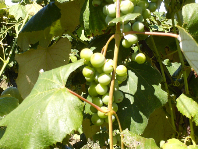 HPIM0932.JPG