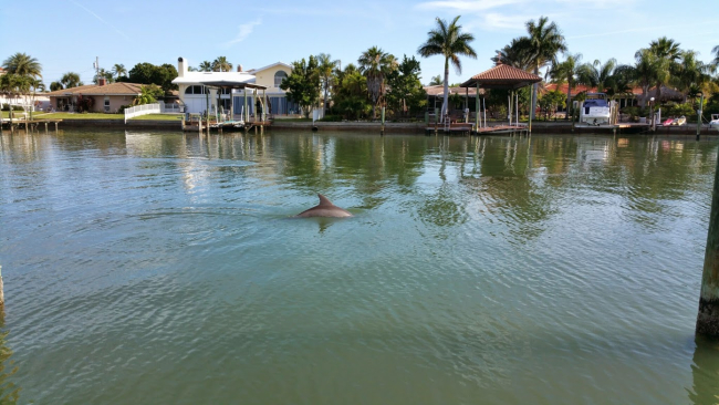 dolphins.jpg